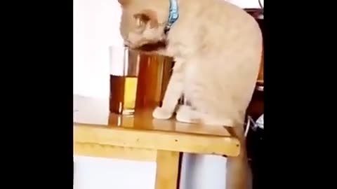 Drunken cat