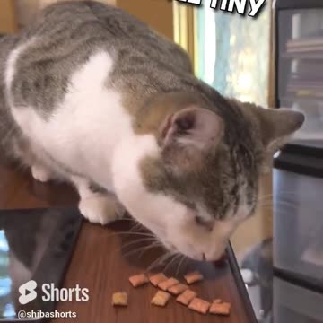 The Lost Prairie Kitty found his Forever Home