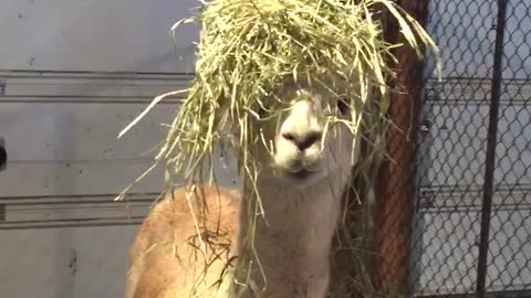 Hippy Alpaca Wins The Hair Game With Her New Haystyle