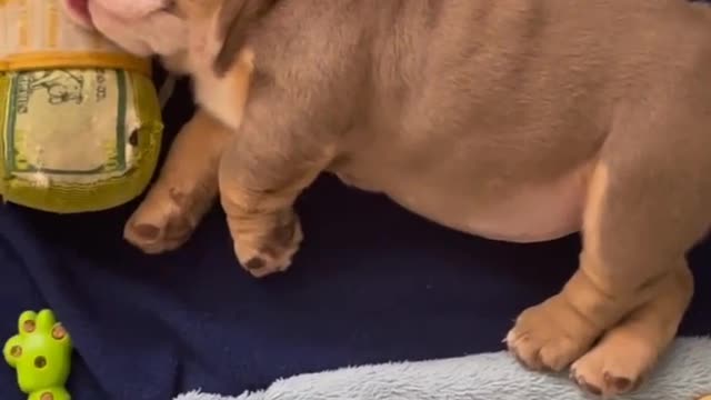 BABY DOG SLEEPING ON DOLLAR FOR PROTECTION