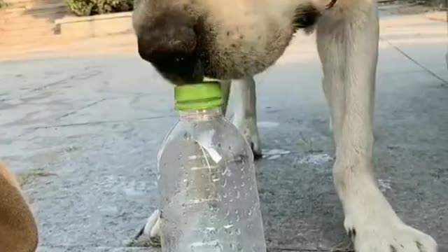 Doggo dog save the human women life dog is the save 1 life best dog best traning in dog best