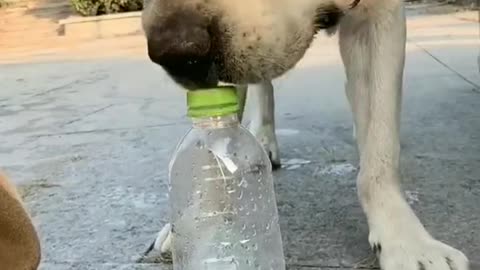 Doggo dog save the human women life dog is the save 1 life best dog best traning in dog best