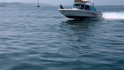 Dog Rides on Speedboat