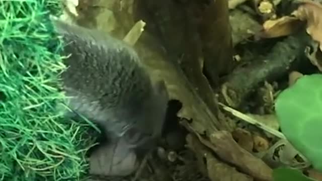 This Tiny Perfect Creature Is A Baby Shrew