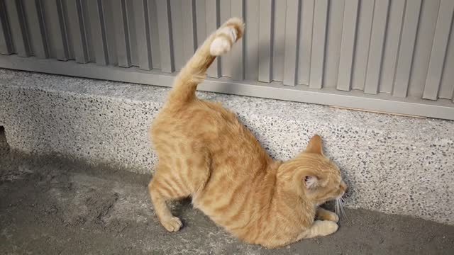 Cat stretch