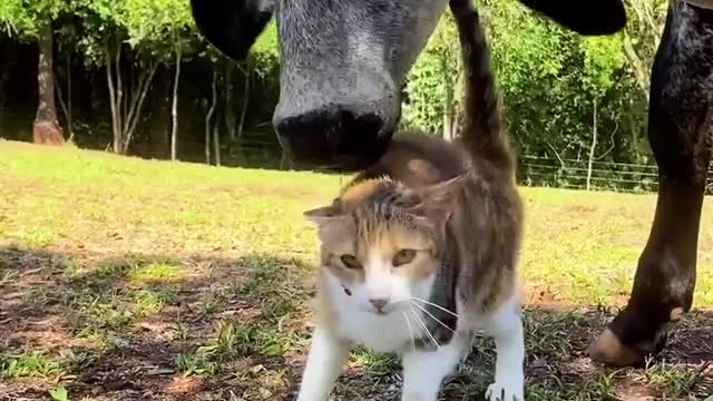 The cow loves the cat very much after seeing the cat