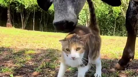 The cow loves the cat very much after seeing the cat