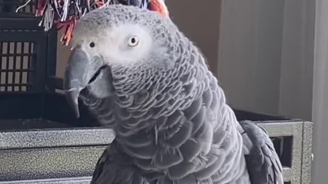 Birds don't walk!