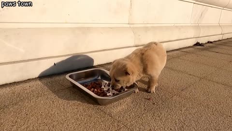 Stray Puppy Rescued From the Dump.