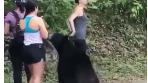 Wild bear with frighten girls 😱