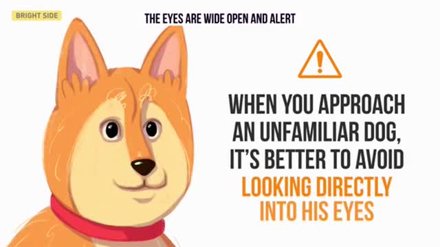 16 Usefull clues to understand your dog better