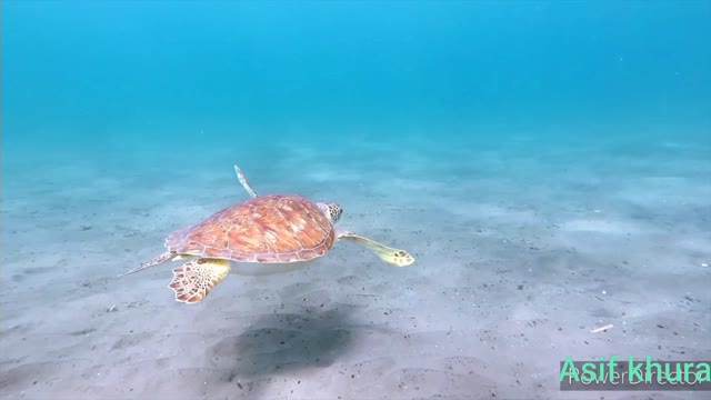 Sea life ocean discovery channel