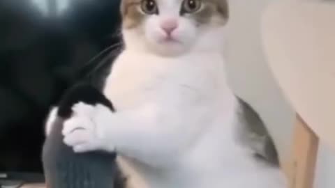 Compilation funny cats.. 🐾🐱😹😹