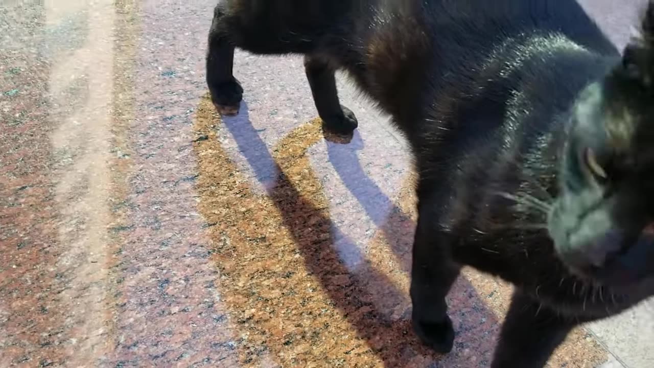 20240422 165743 Tux Molest