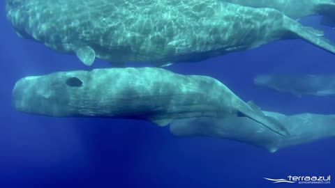 The Sound of Sperm Whales