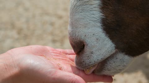 Close up of hand feeding goat zoo food slow motion