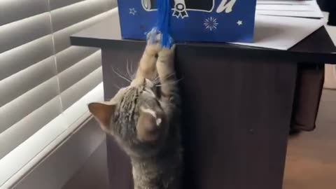 Cat crash