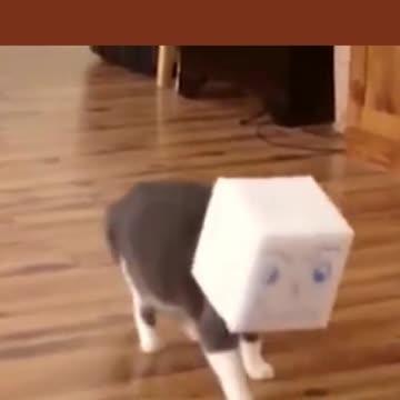 cat box head