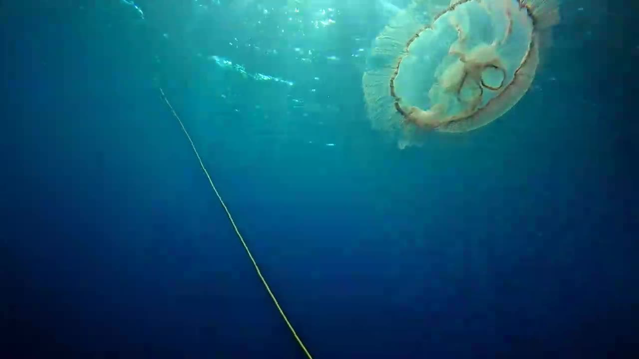 Using A Jellyfish to Decompress