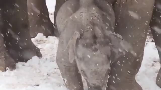 Baby elephant discovers snow