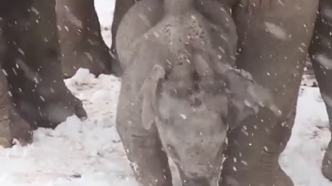 Baby elephant discovers snow