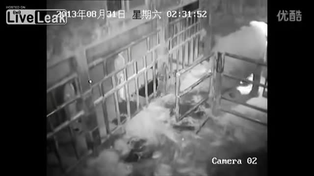 RAW: Baby Elephant Cries For 5 Hours Stomped and Kicked by Mom FULL