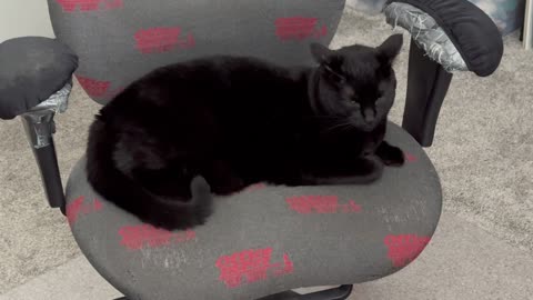 Adopting a Cat from a Shelter Vlog - Cute Precious Piper Takes a Break in the Office