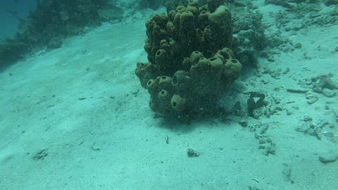 Color Changing Cuttlefish