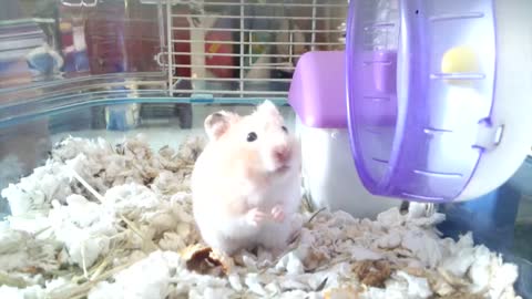 Greedy hamsters stuffs his cheek