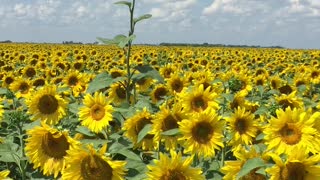 Gorgeous Sunflower field in Manitoba