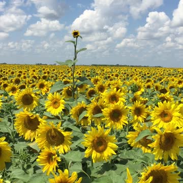 Gorgeous Sunflower field in Manitoba