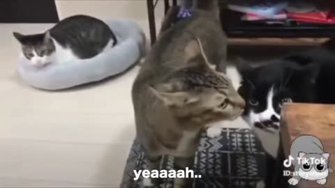 Cats talking funny Omg