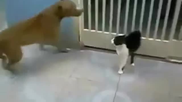 Cat vs dog STAR WARS EDITION