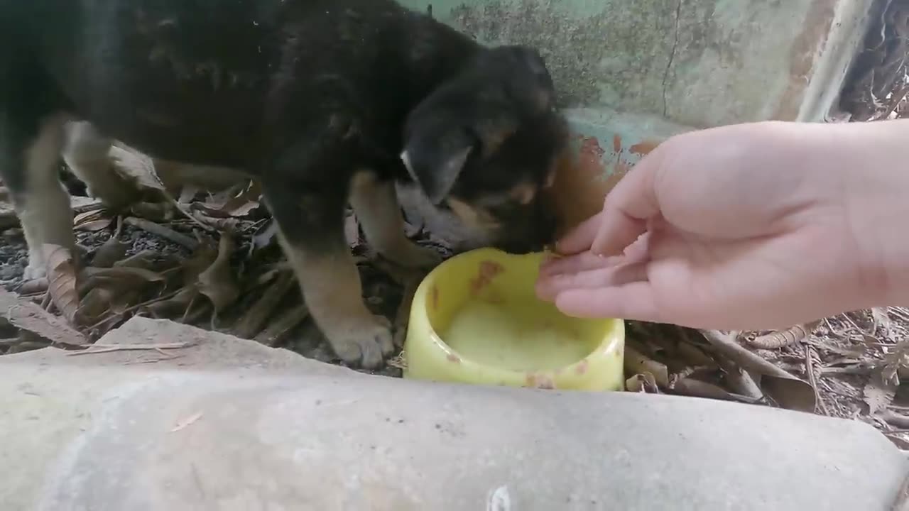 Rescue poor little puppy abandoned by the owner in the abandoned house, we adopted this puppy!