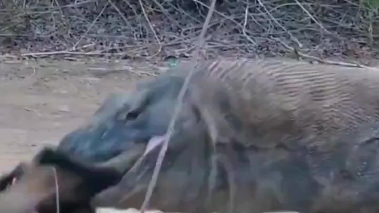 Komodo Dragon Murders and Swallows a Baby Deer in 12 Seconds Flat