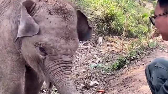 Elephant playing with dirt