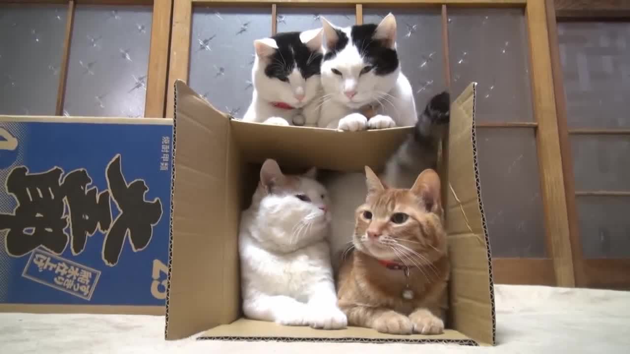 cat revers