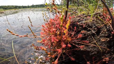 Round-leaved sundew