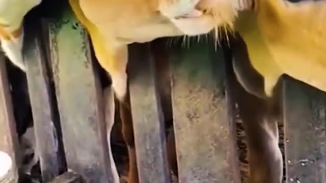 Funniest Animals