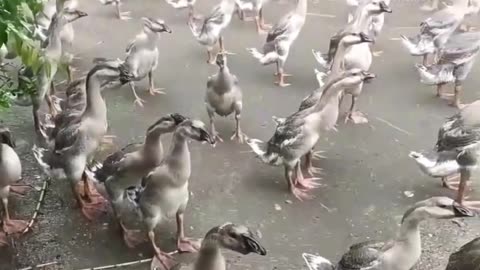 Army of duck comedy video