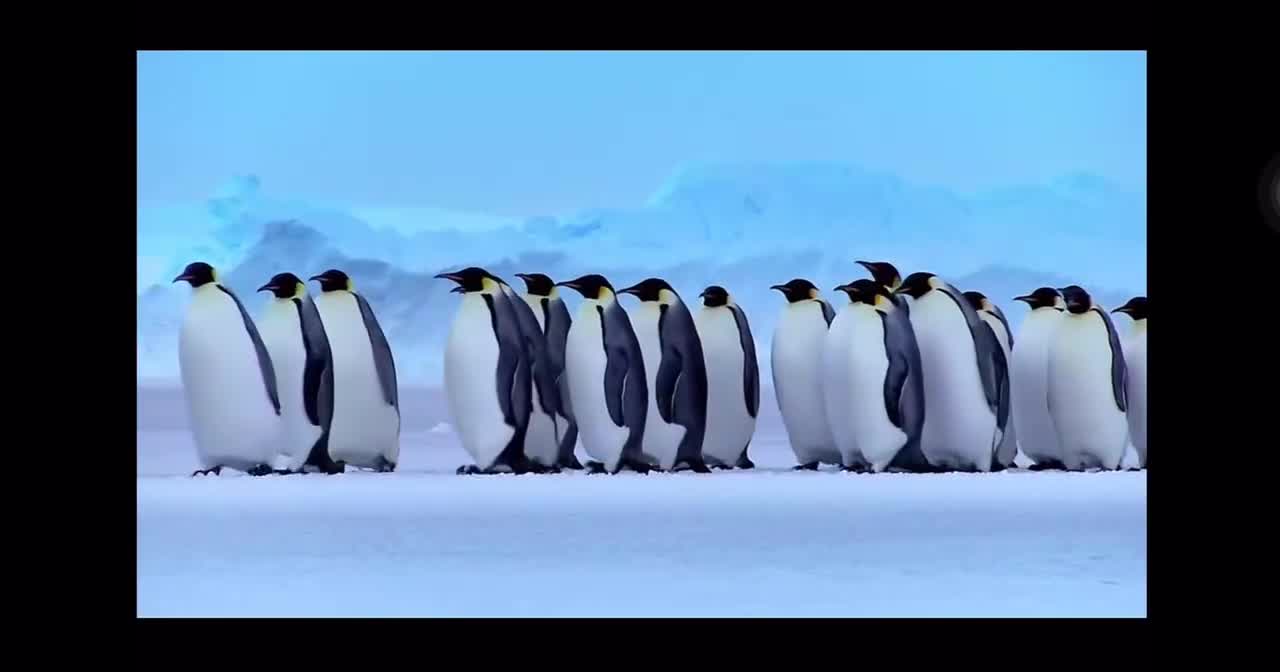 The story of Spot the Penguin10