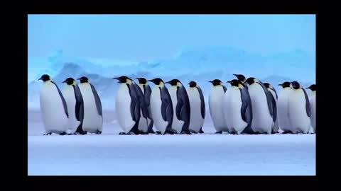 The story of Spot the Penguin10