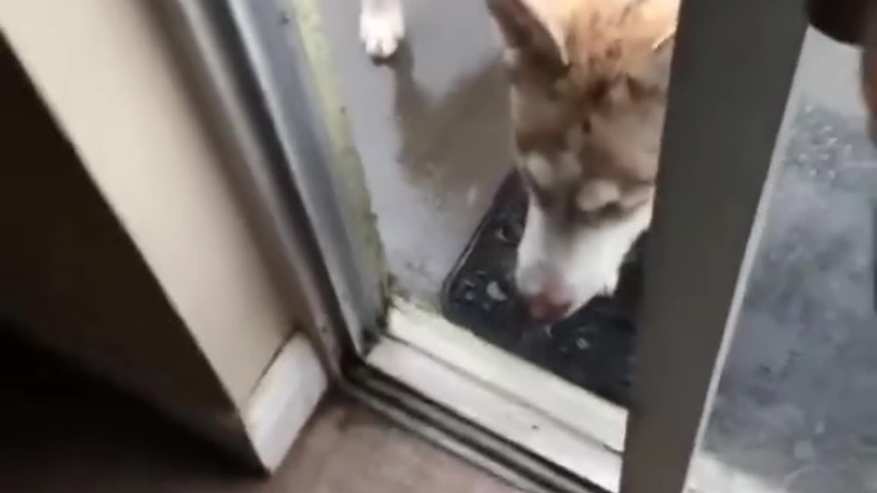 When my dog ๐ almost hit by a lightning โกโก omg ๐ณ