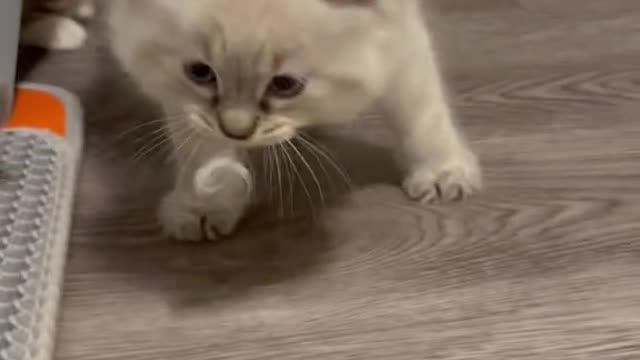I just wanted to get the cat hair out of Elvis's mouth, but he wouldn't stop moving