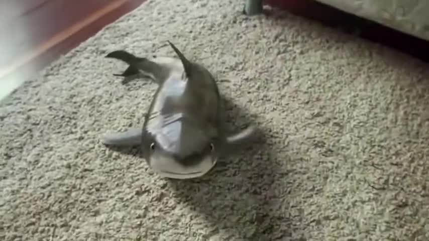 2020 Cutest Baby Shark Happy Shark Funny Shark Cute Baby Animals Reaction 2020