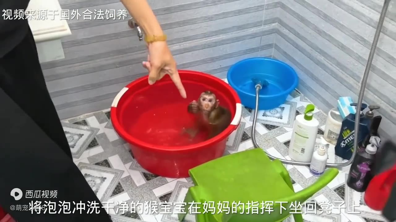 Funny video cute monkey baby