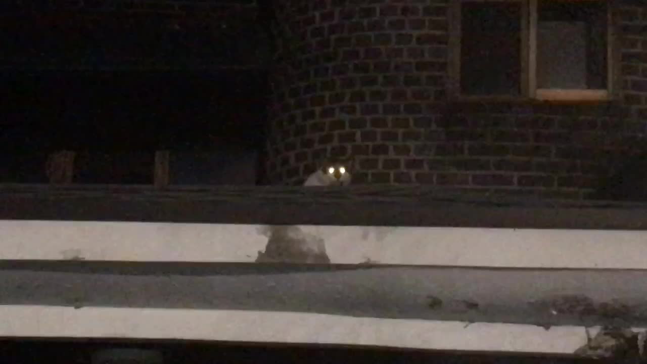 Night cat with led eyes