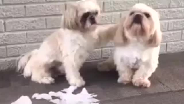 Funny Dog Videos - Funny Dog Reaction to Make Mistakes