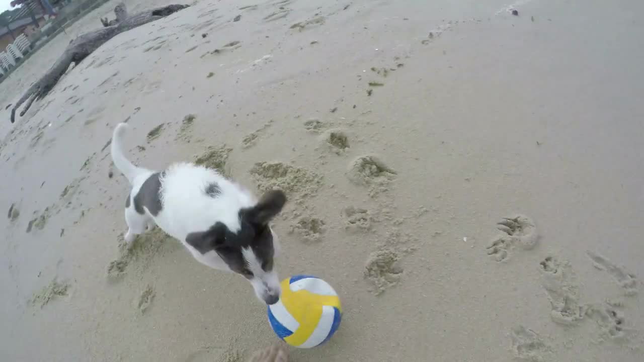 Adorable Dog Playing with Ball on the Beach