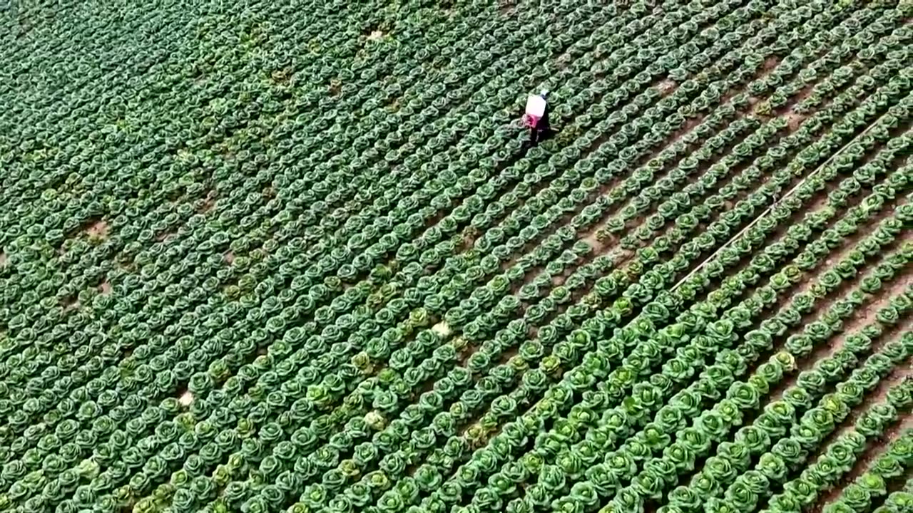 Korean staple kimchi under climate threat in its homeland | REUTERS